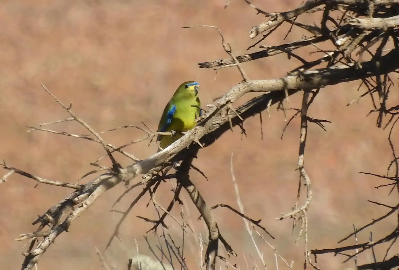 Elegant-Parrot 01