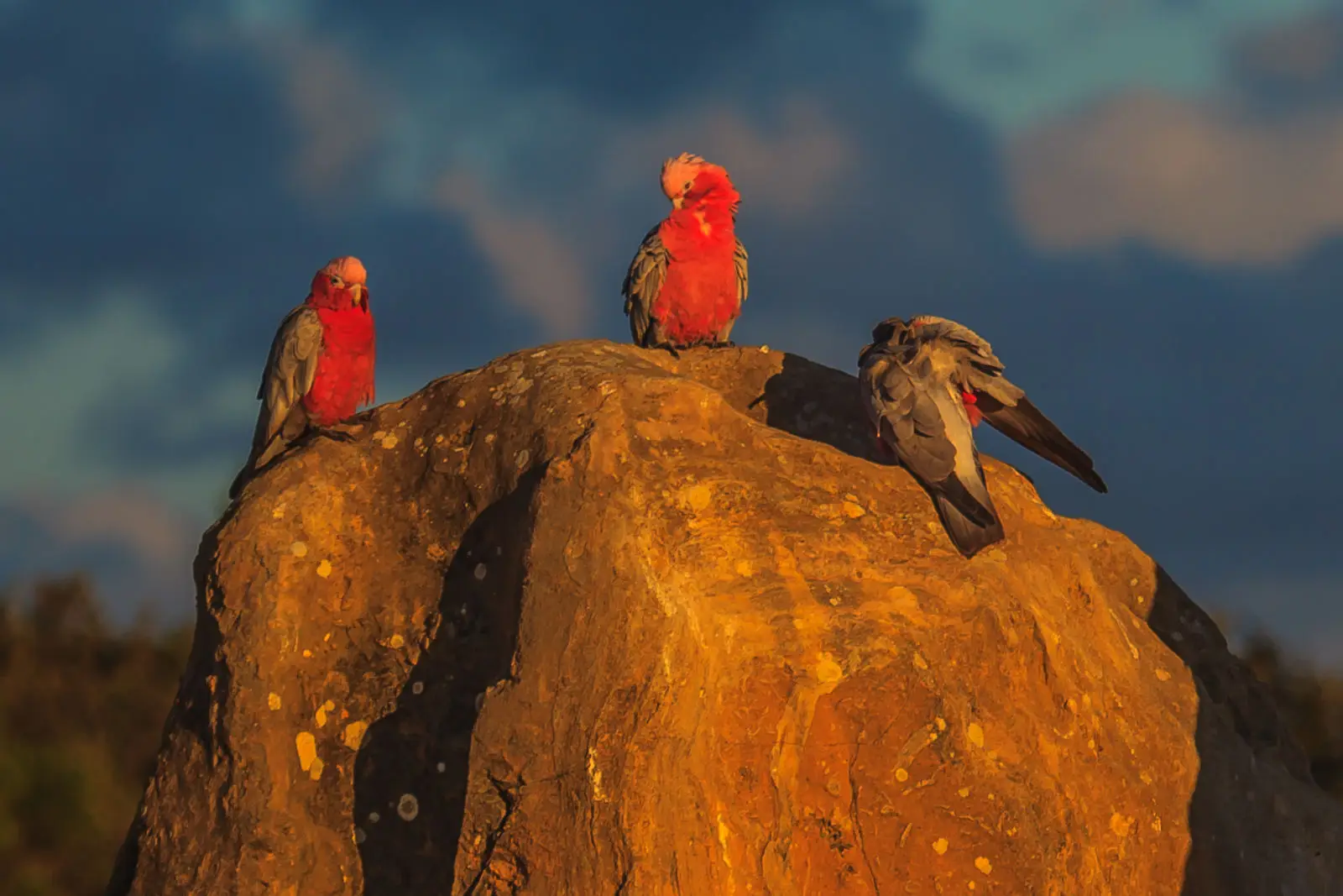 Galah 01