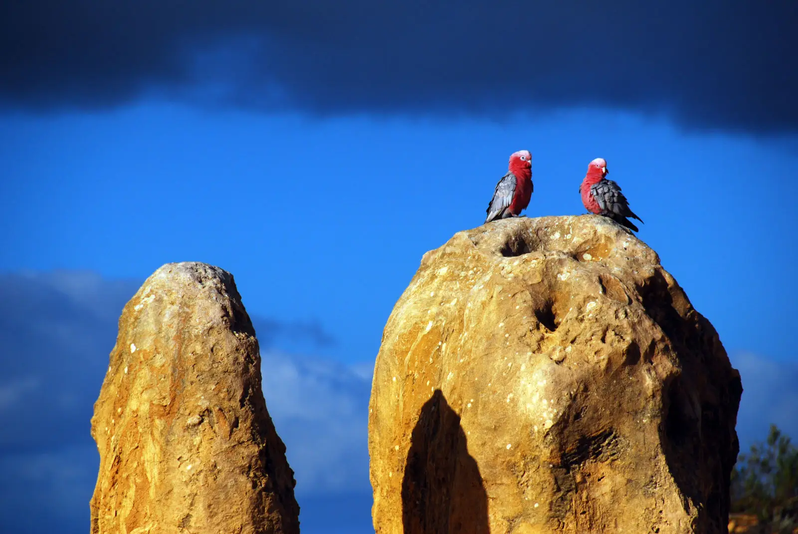 Galah 02