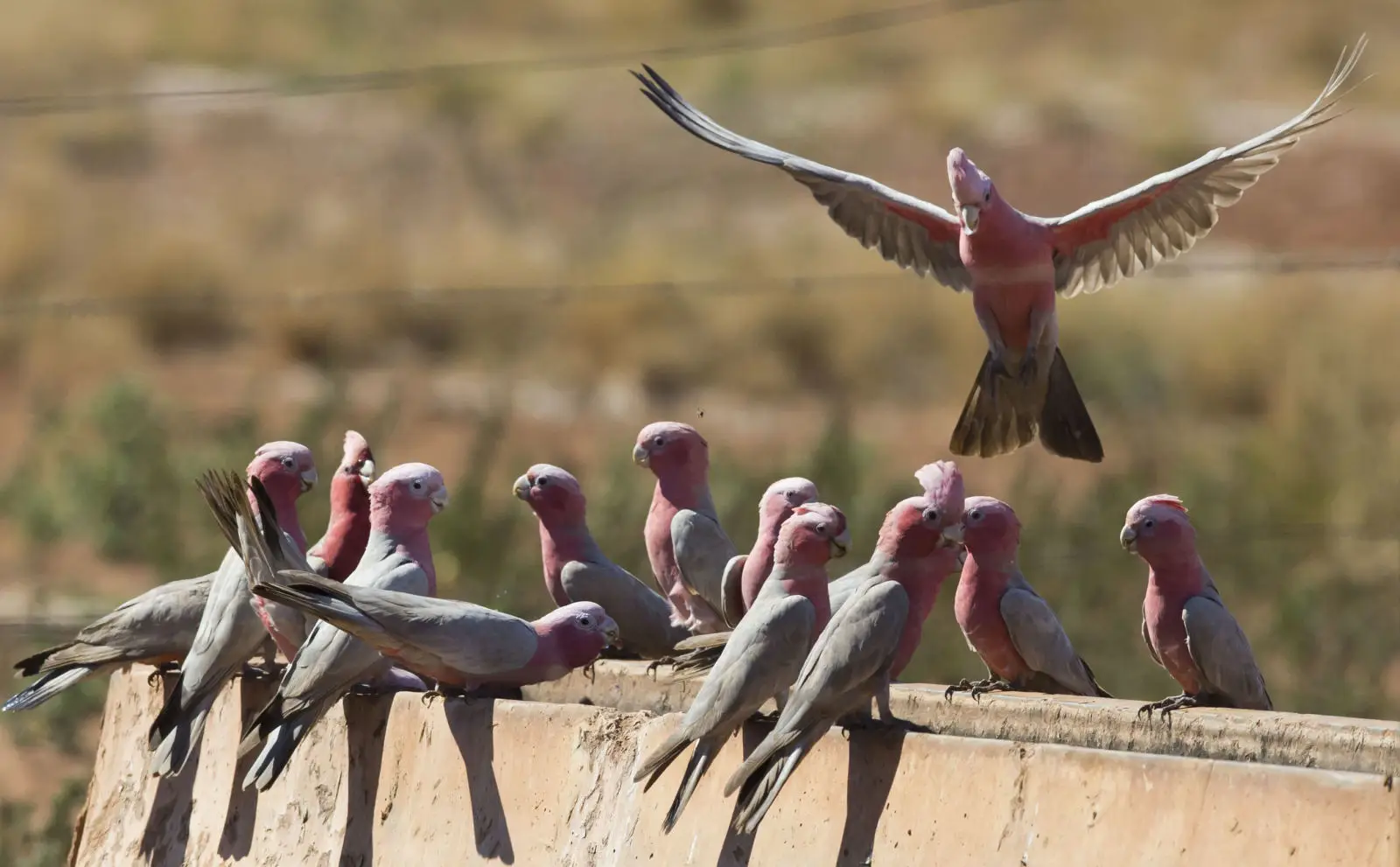 Galah 03