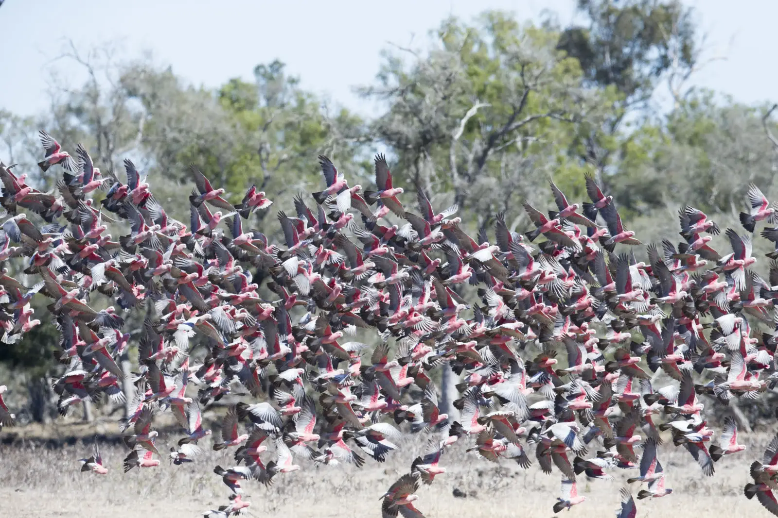 Galah 04