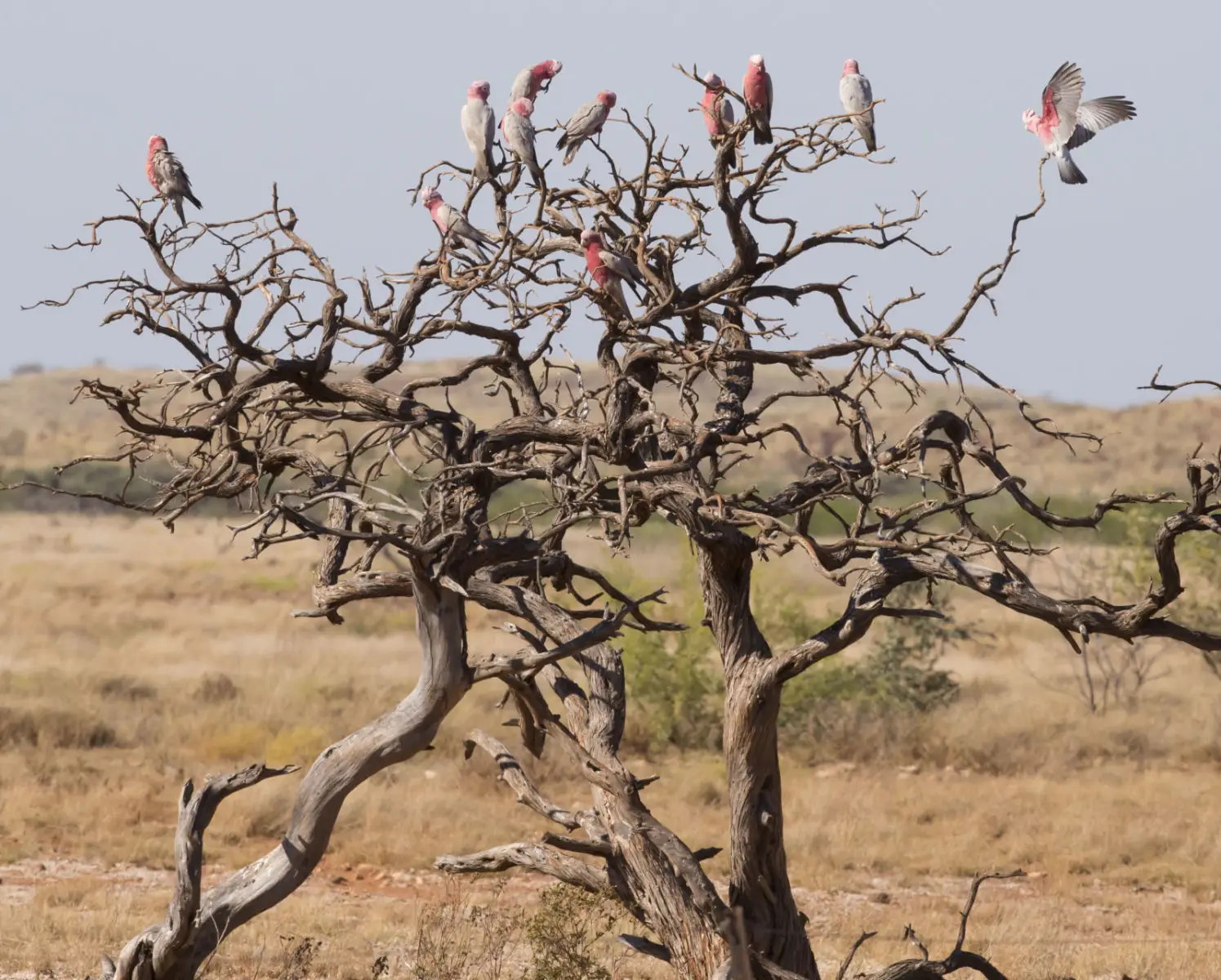Galah 05