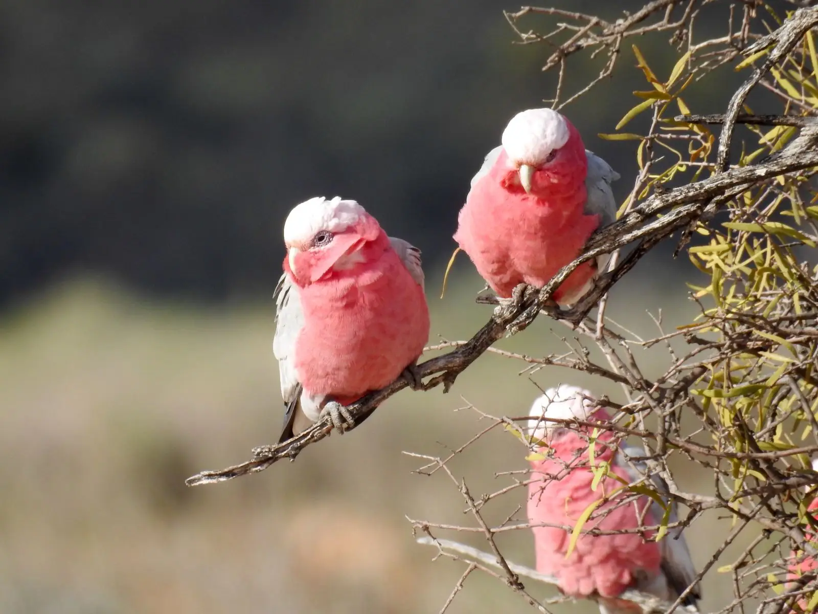 Galah 06