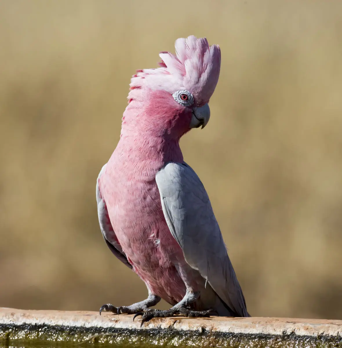 Galah 07