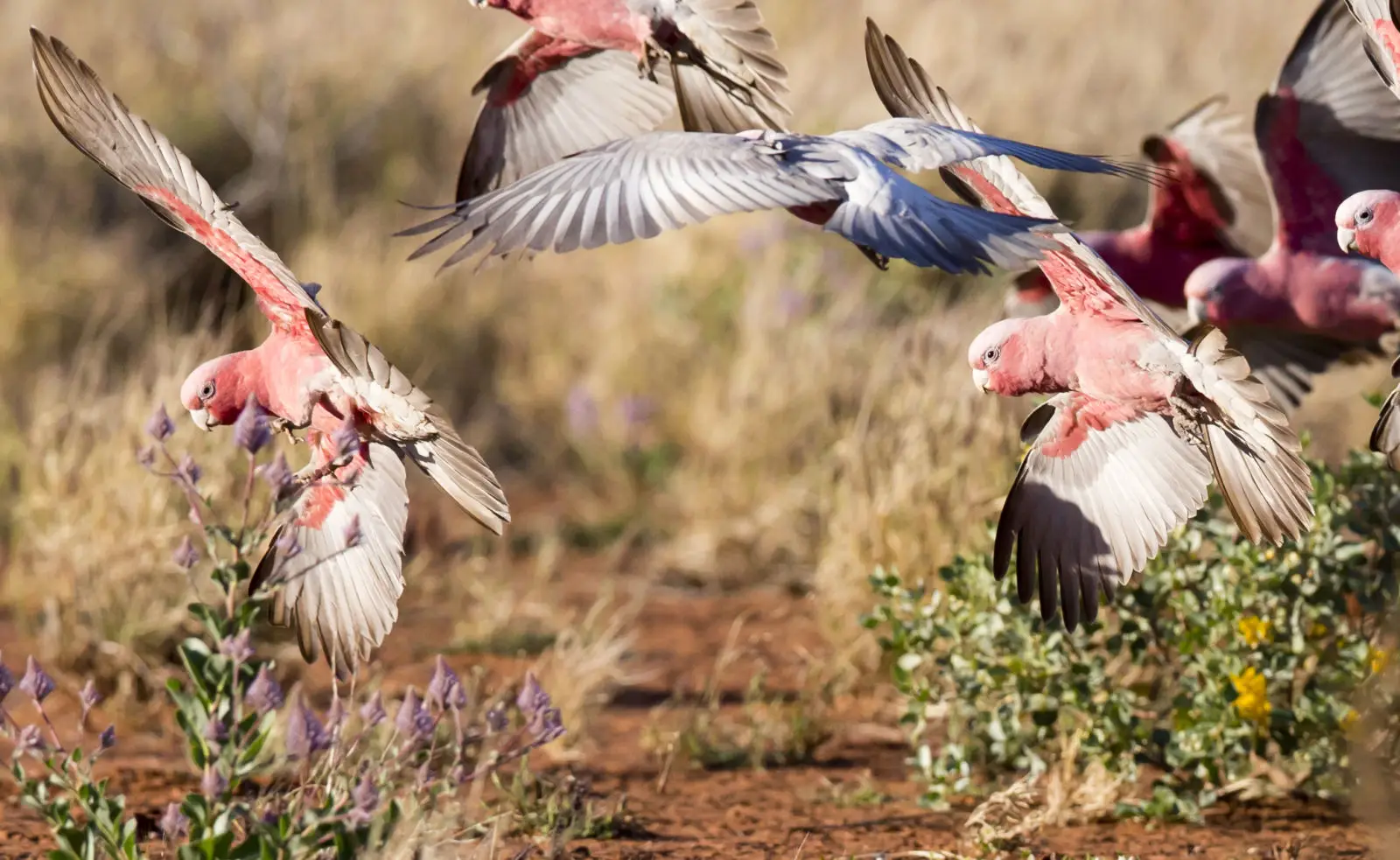 Galah 08