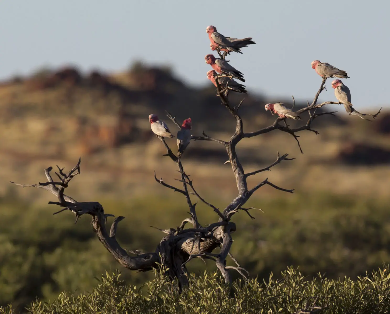 Galah 09