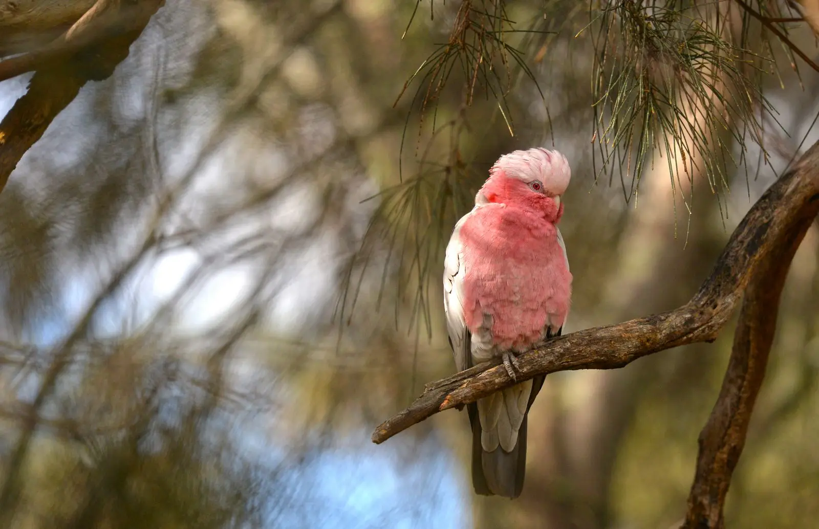 Galah 10