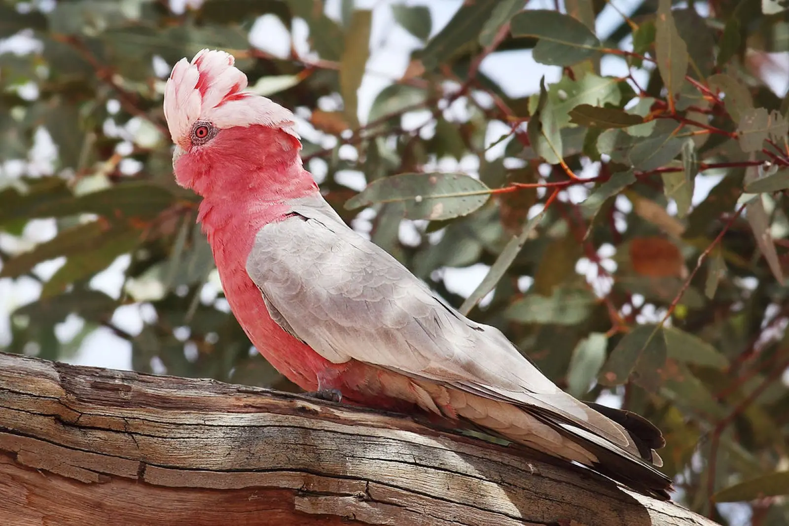 Galah 11
