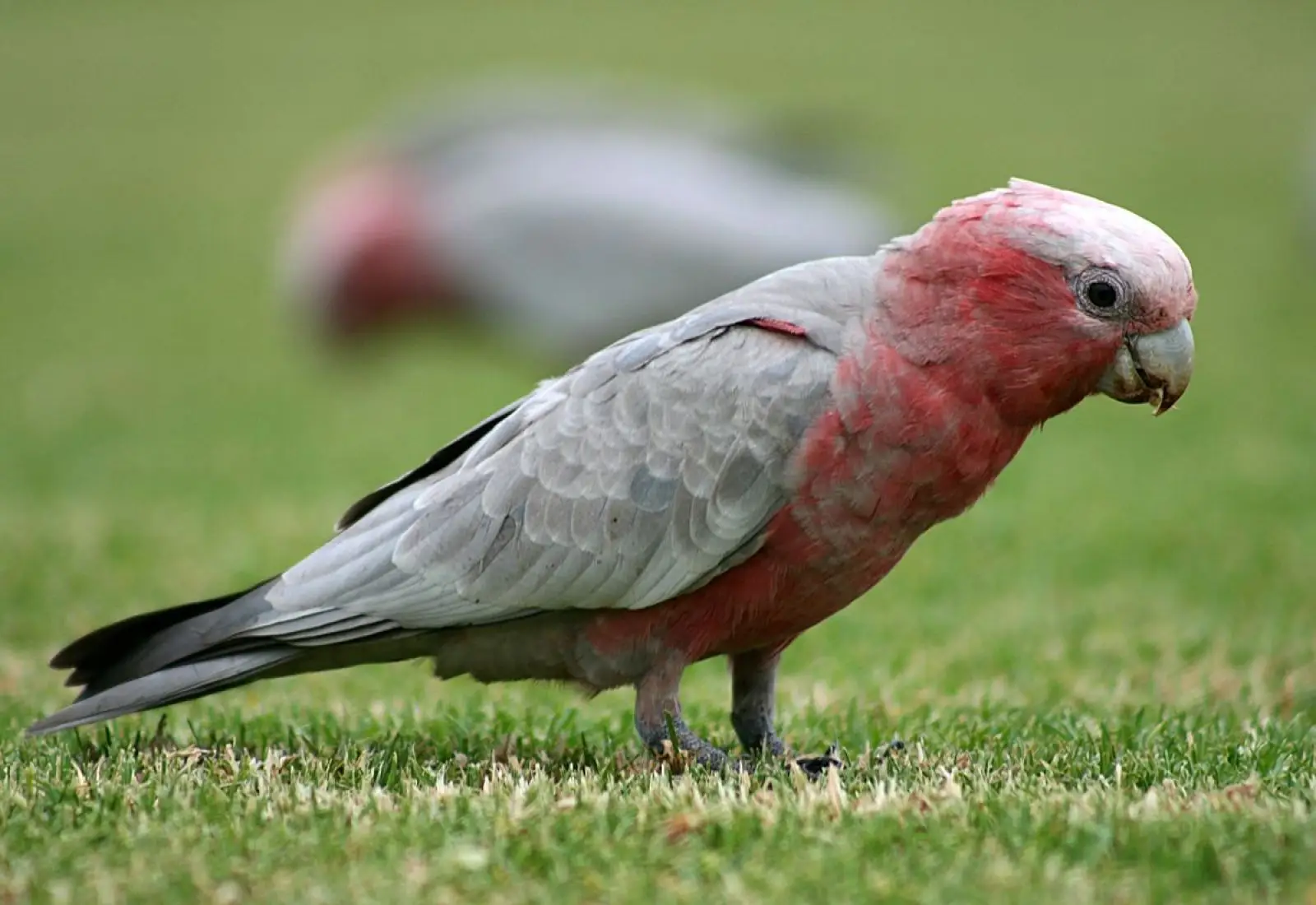 Galah 12