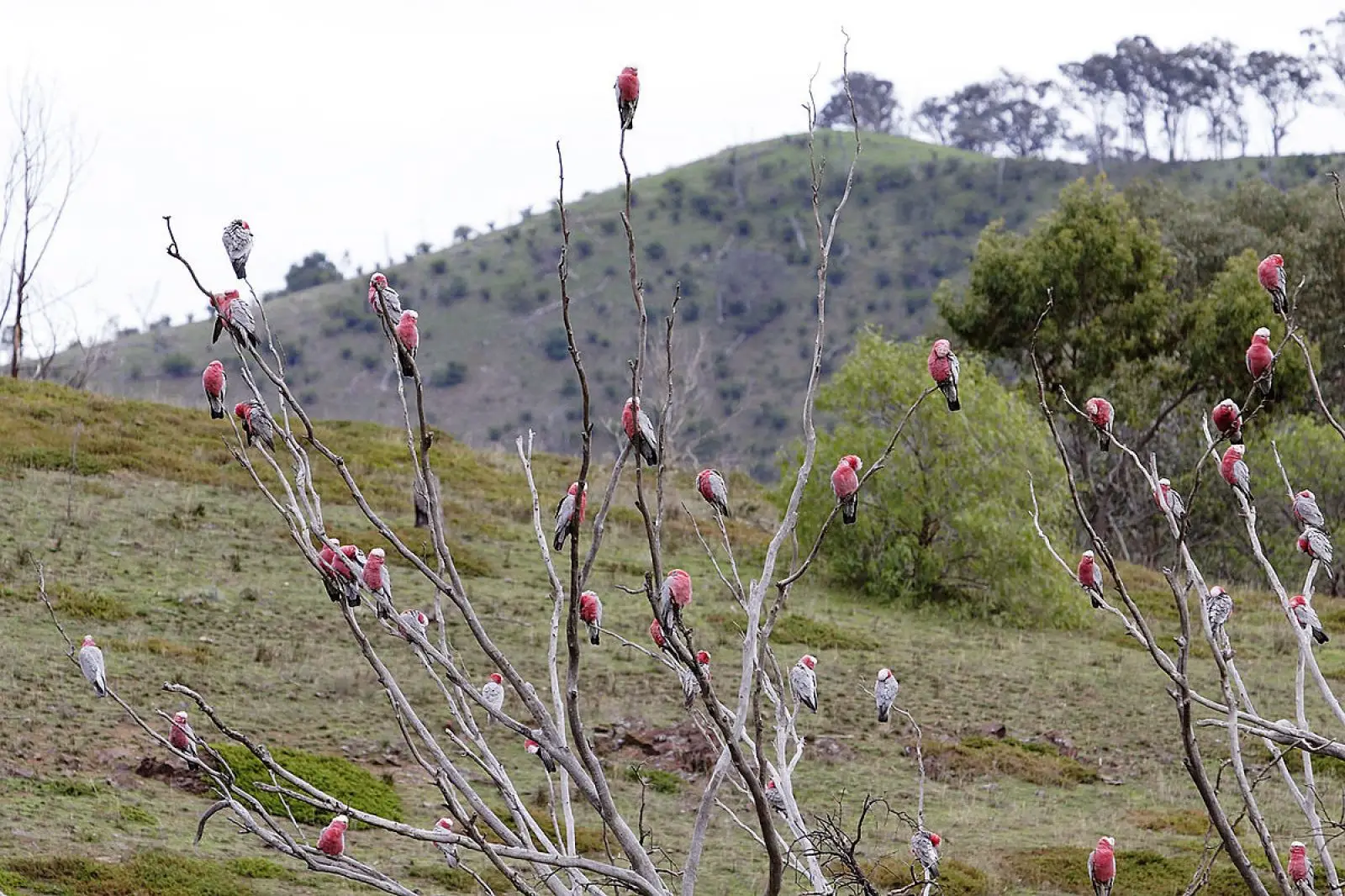 Galah 13