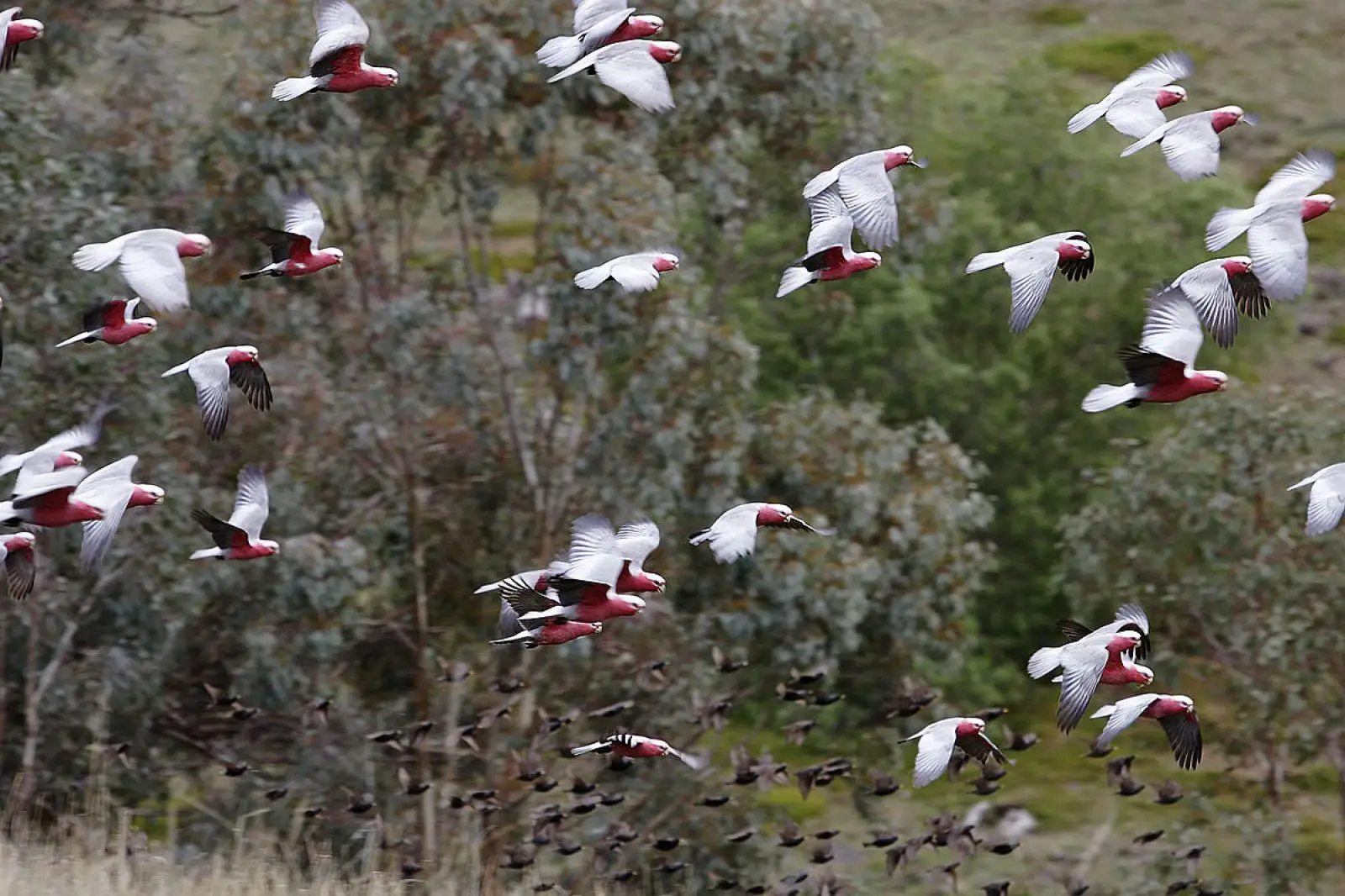 Galah 14
