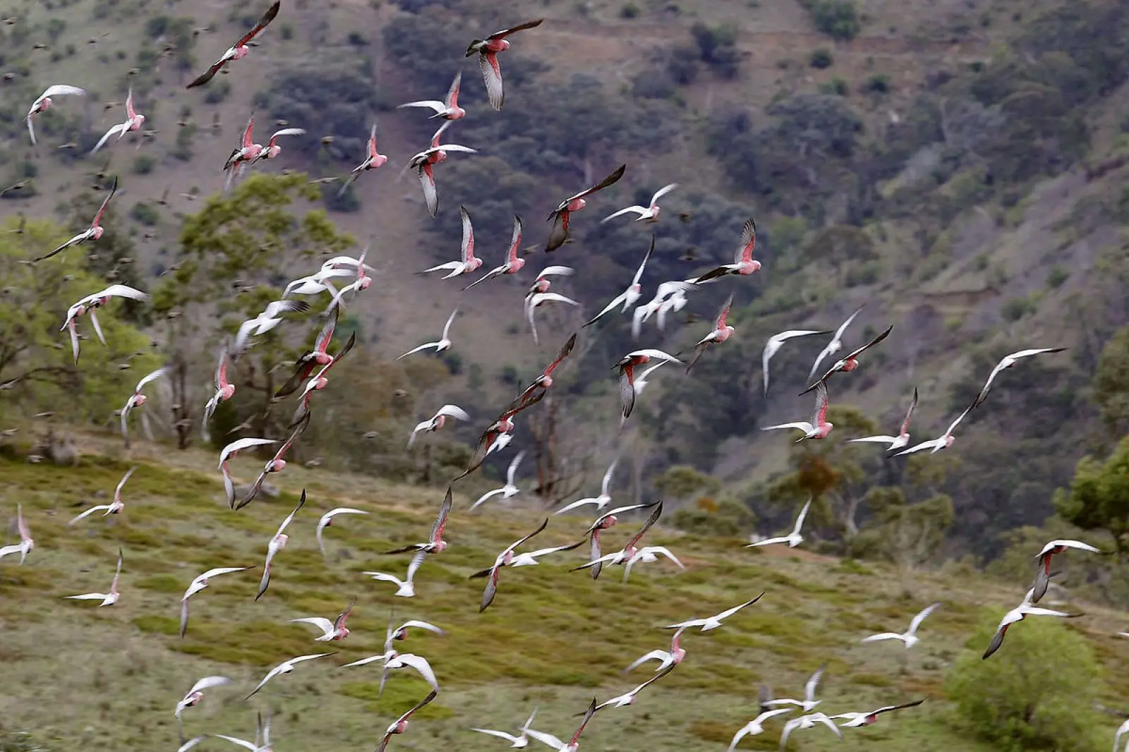 Galah 15