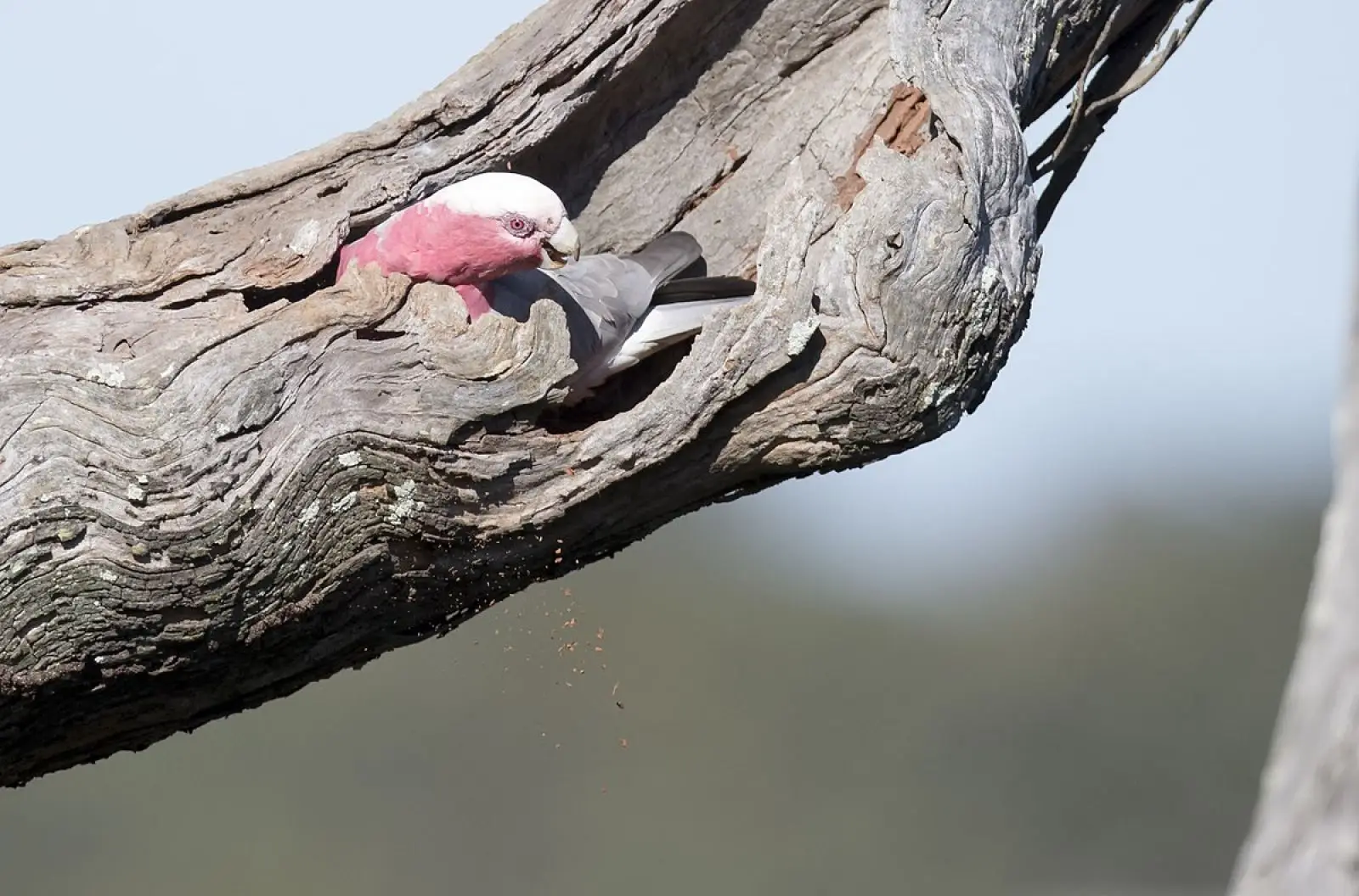 Galah 16
