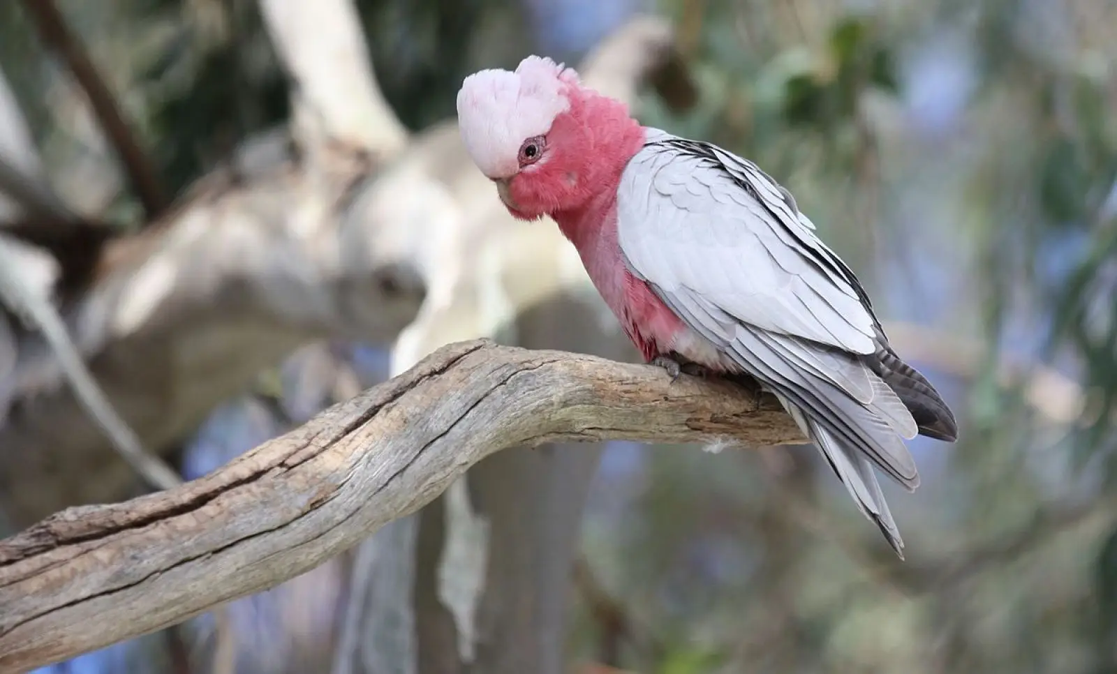 Galah 17