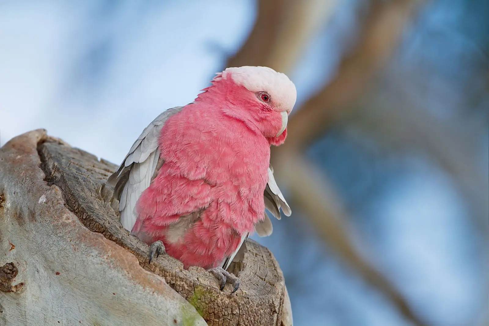 Galah 18