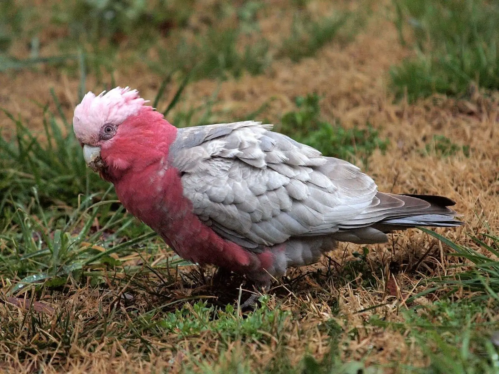 Galah 19