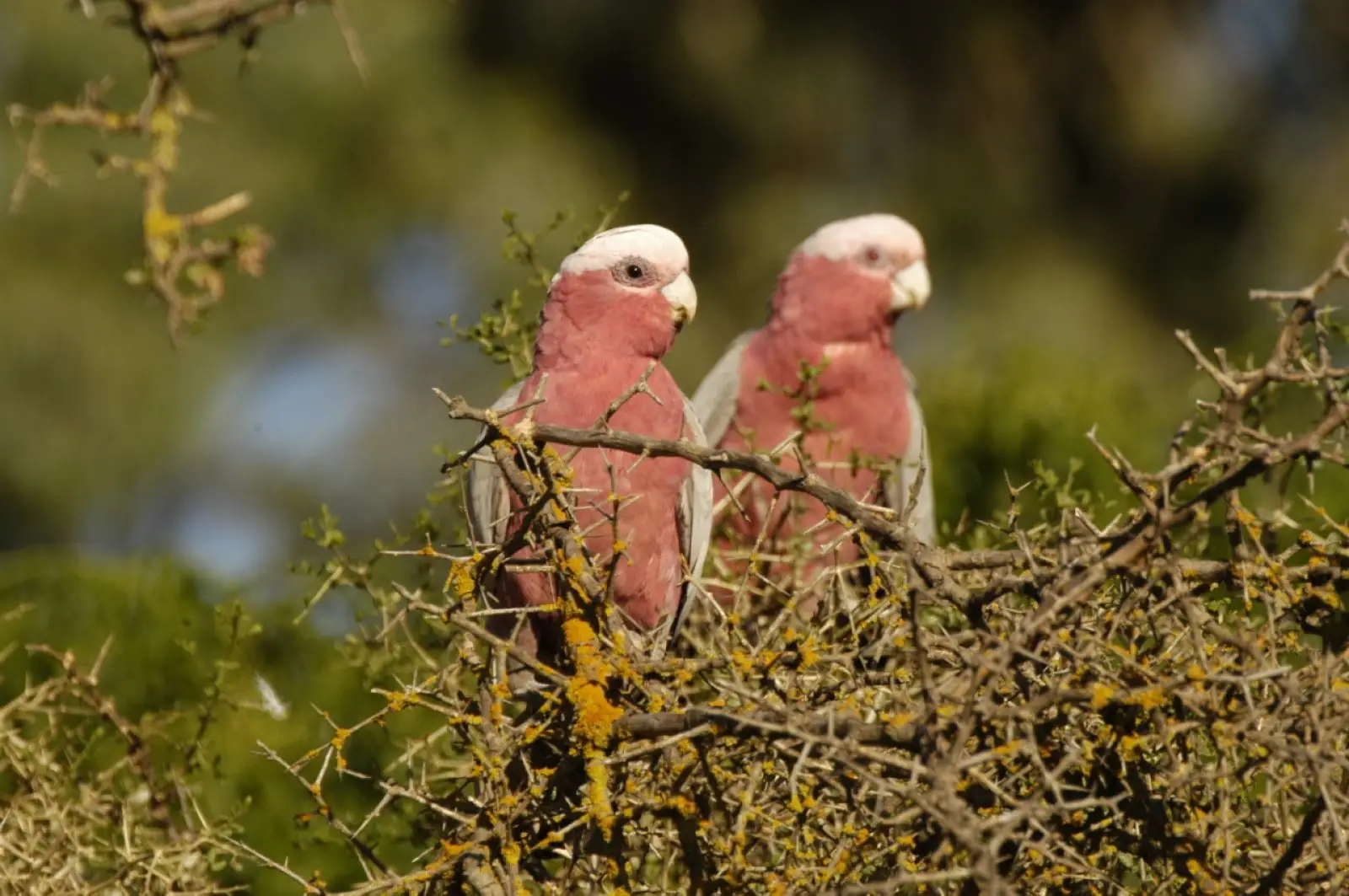Galah 20