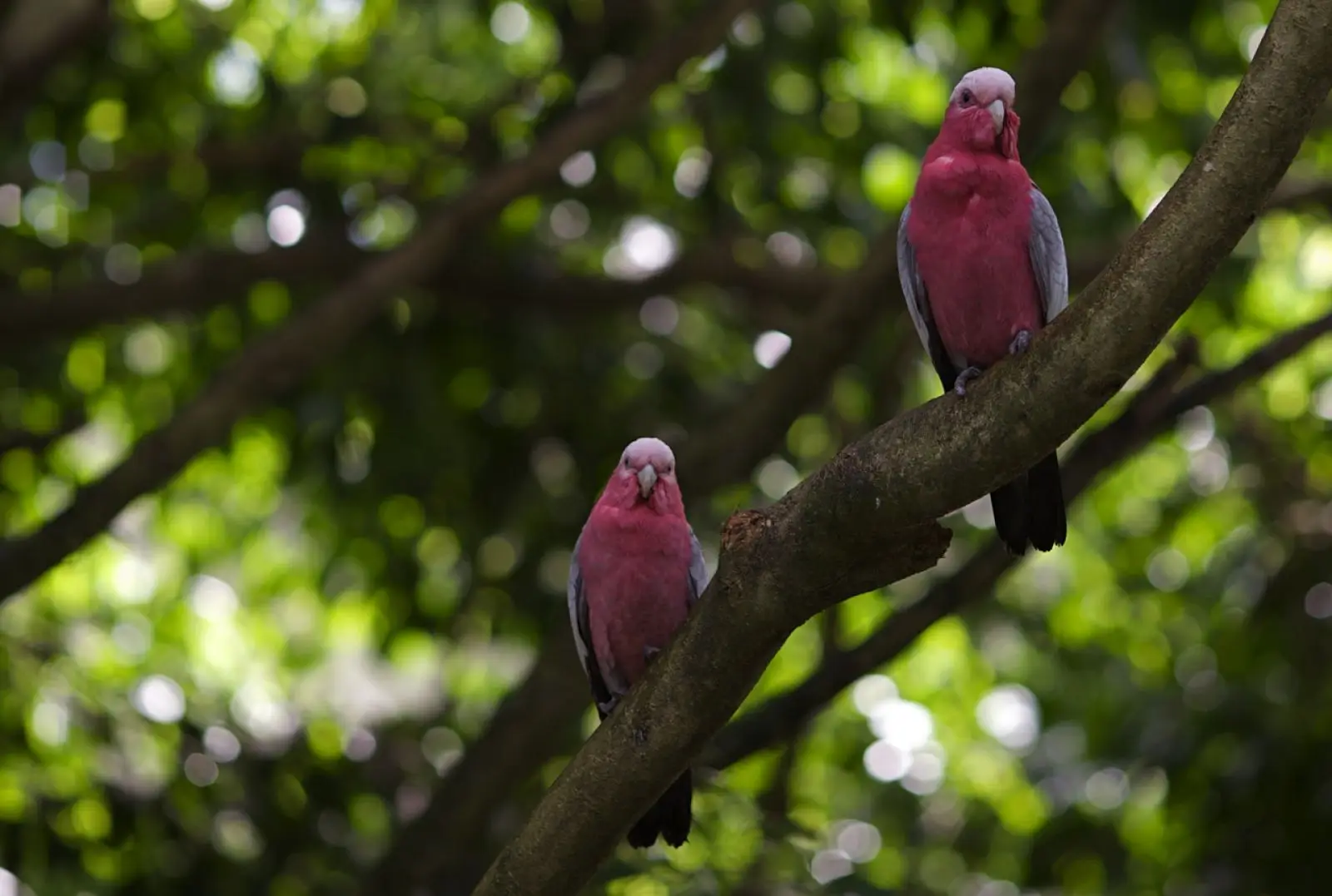 Galah 21