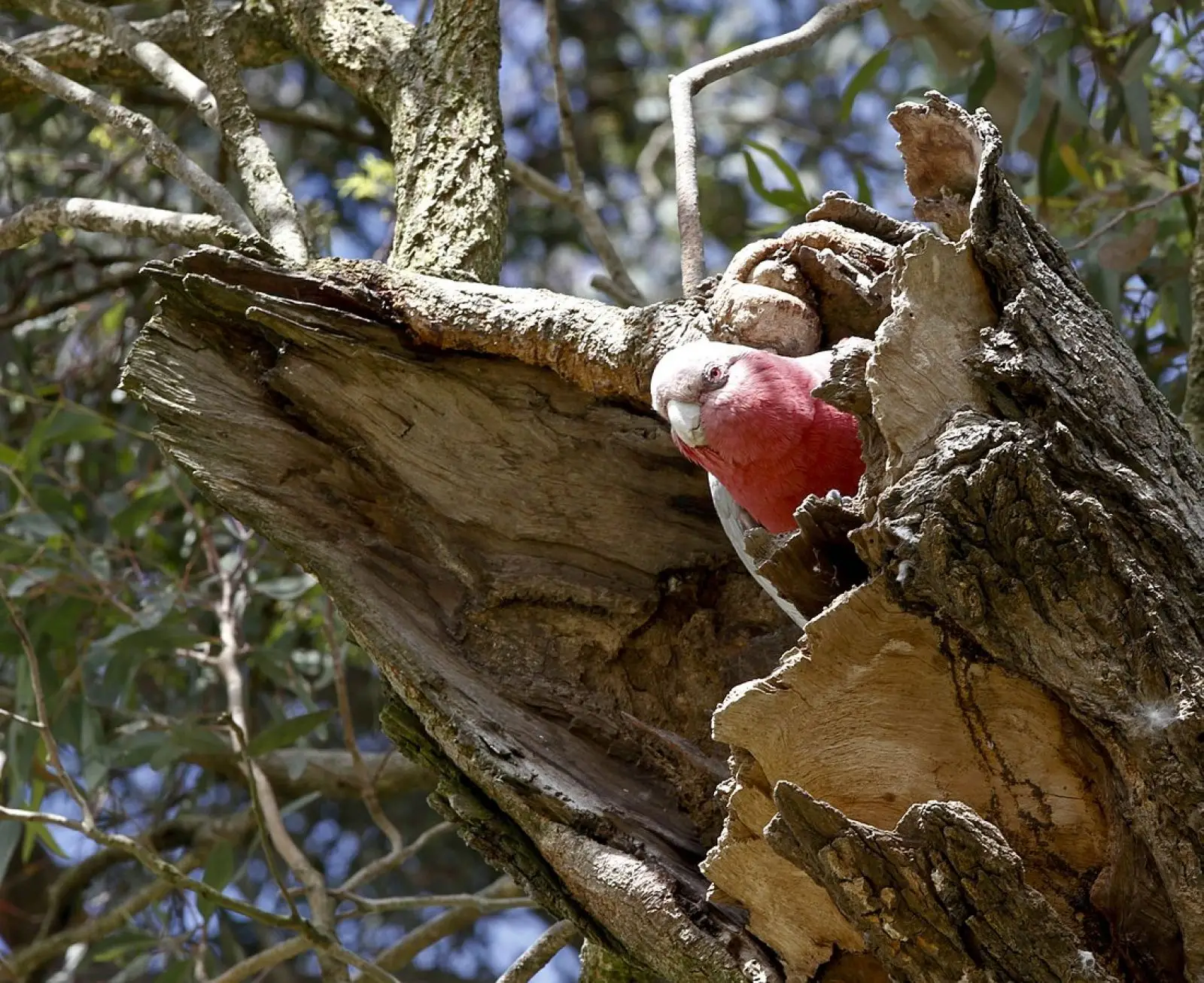 Galah 22