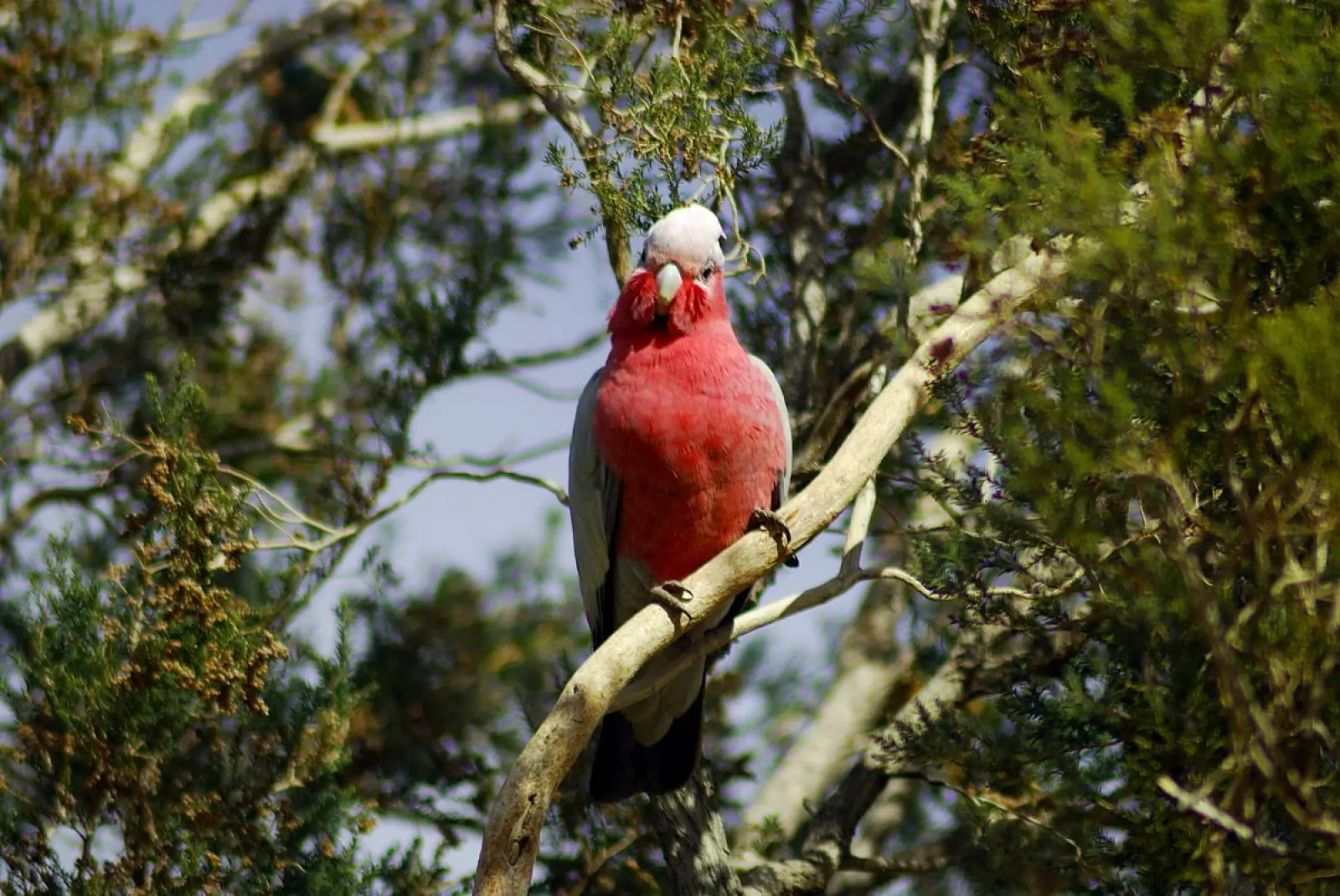 Galah 23