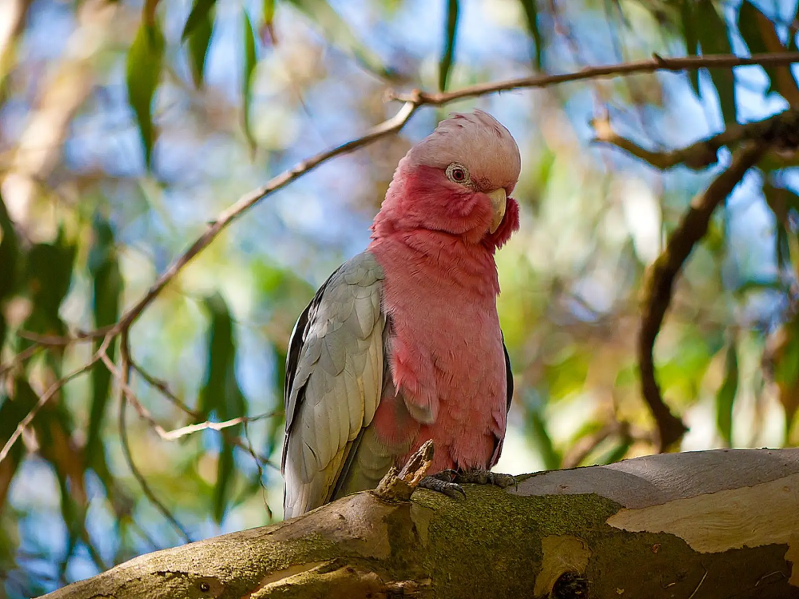 Galah 24