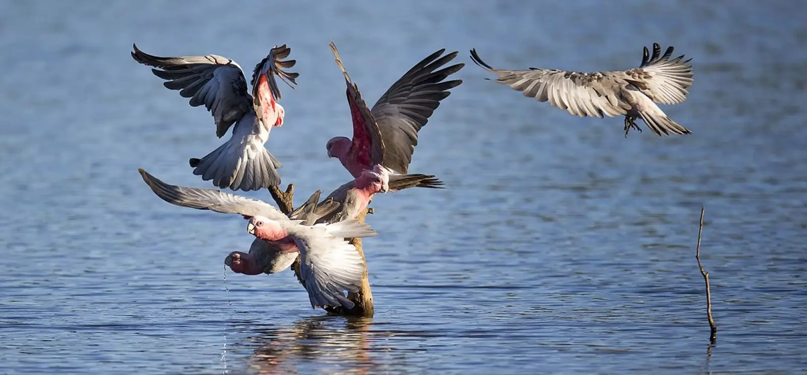 Galah 25