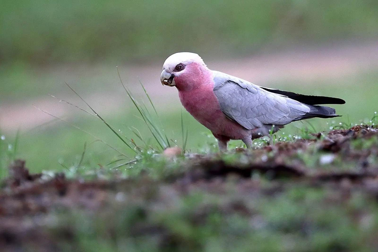 Galah 26