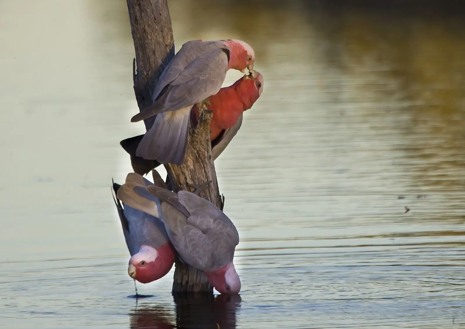 Galah 27