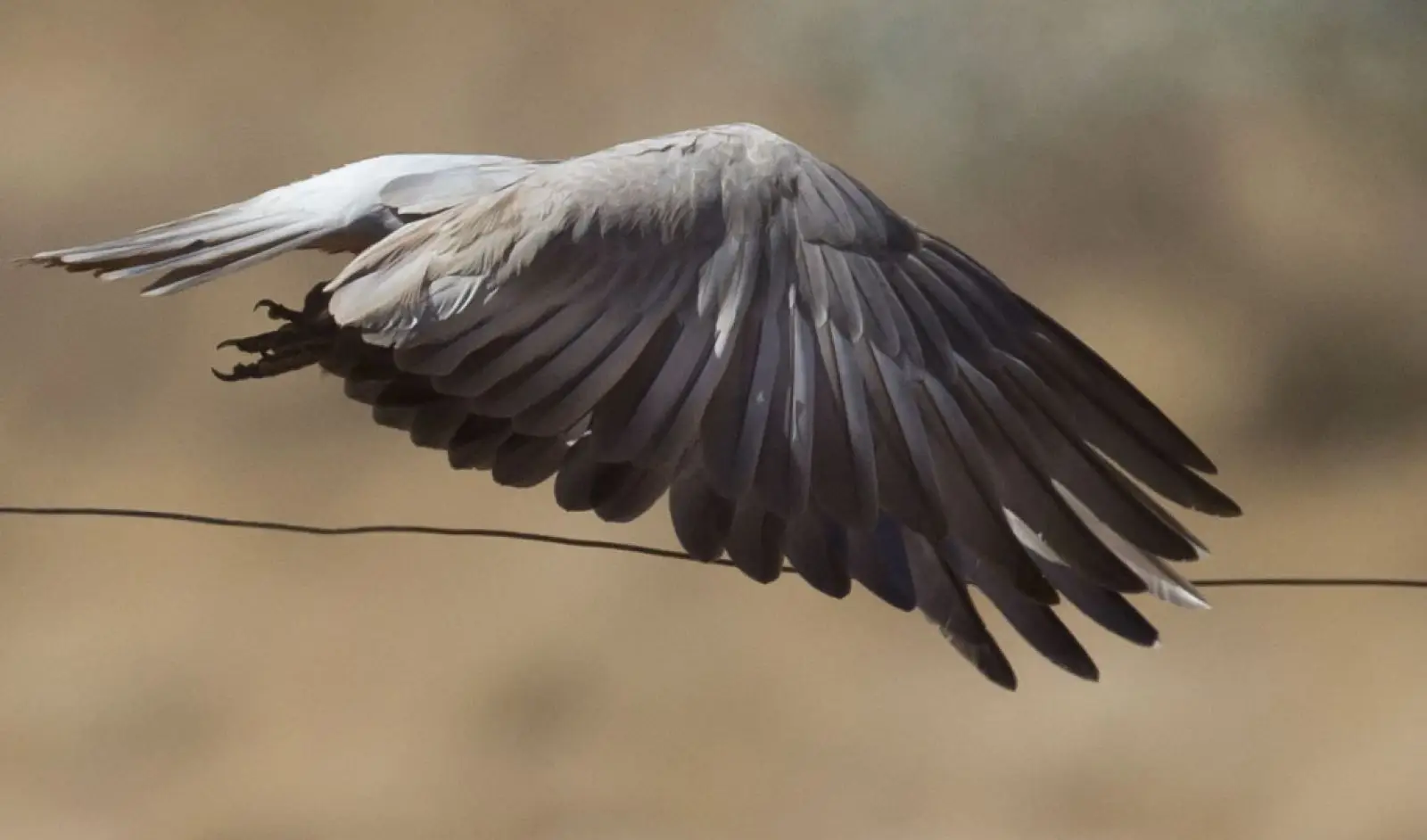 Galah 28