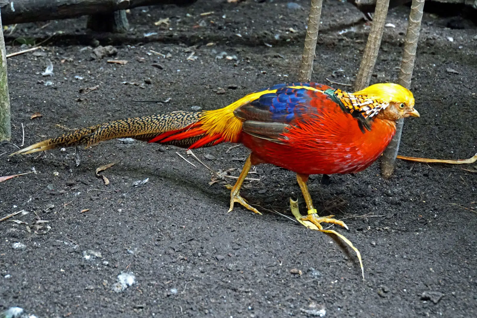 Golden-Pheasant 01