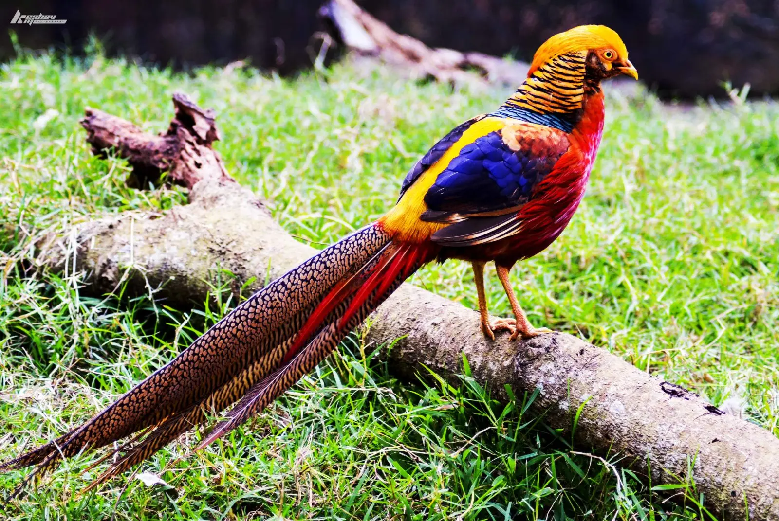 Golden-Pheasant 02