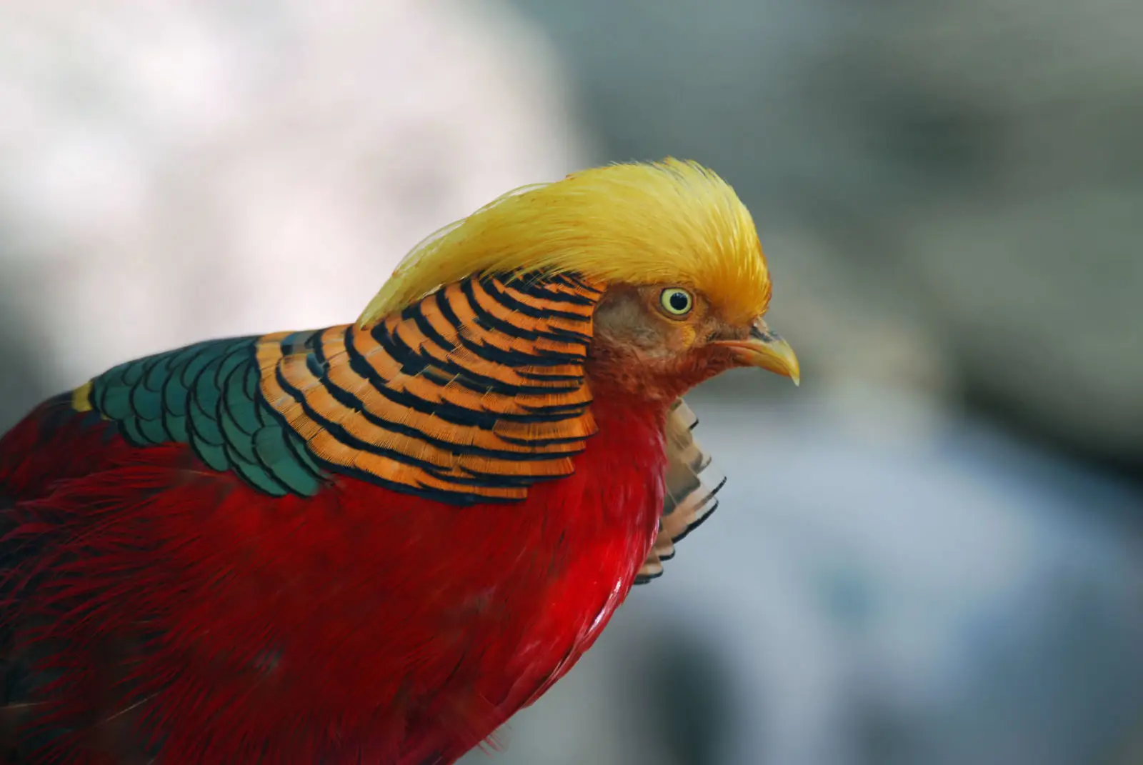 Golden-Pheasant 03