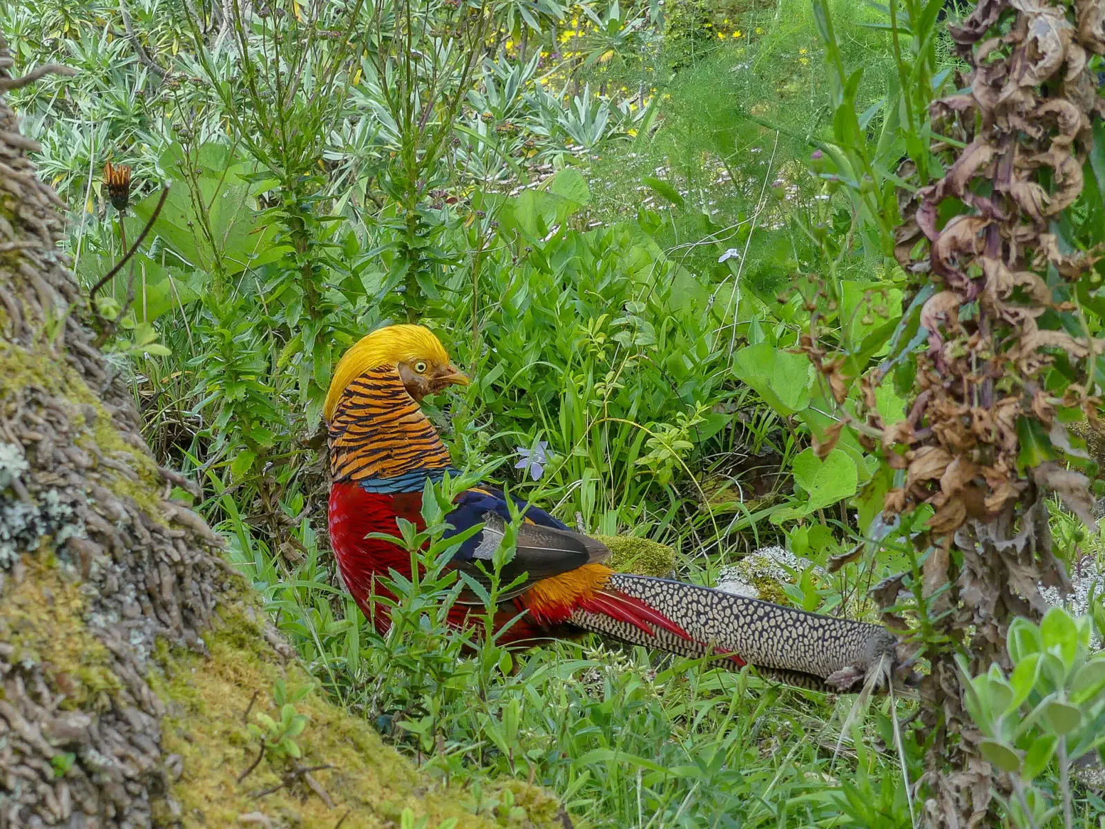 Golden-Pheasant 04