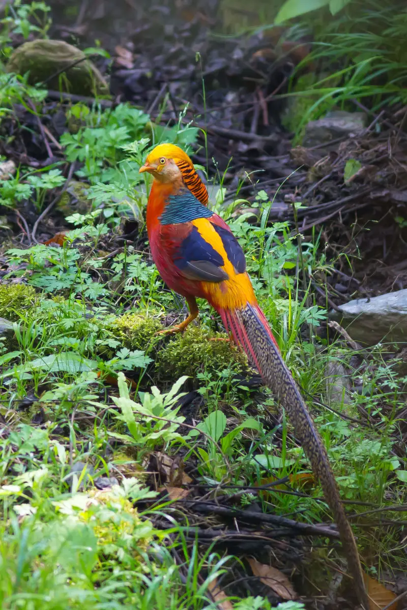 Golden-Pheasant 05