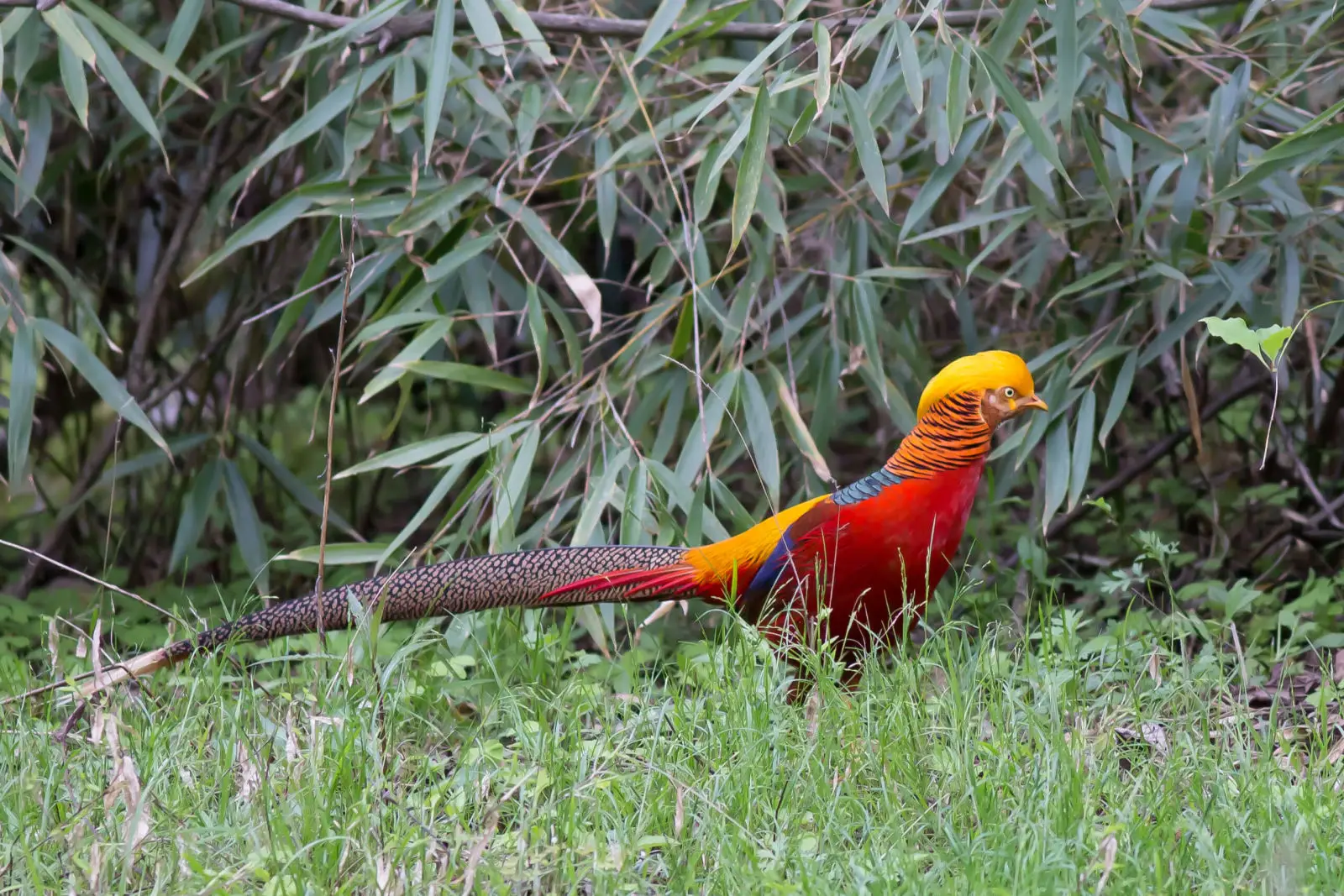 Golden-Pheasant 06