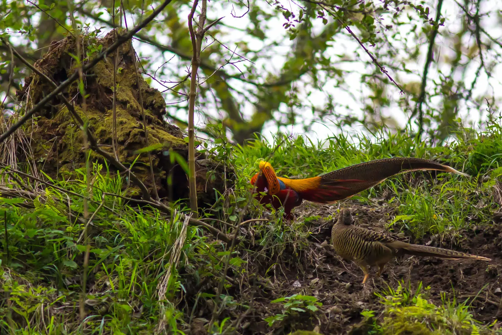 Golden-Pheasant 07