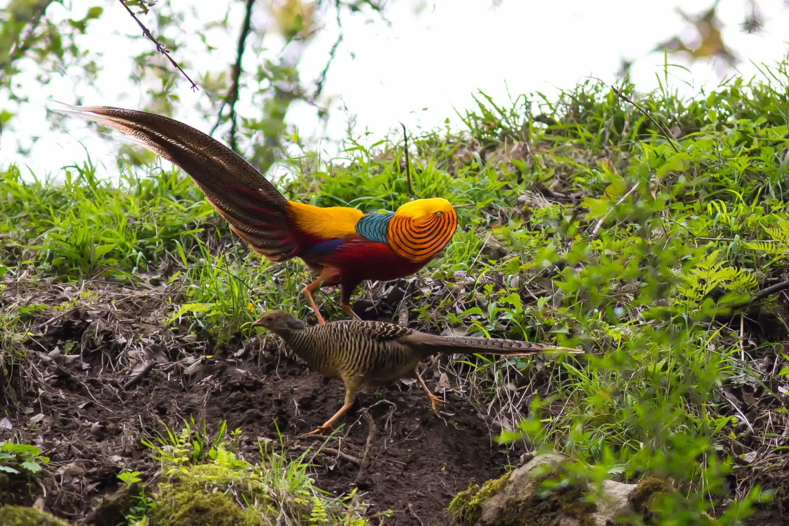 Golden-Pheasant 08