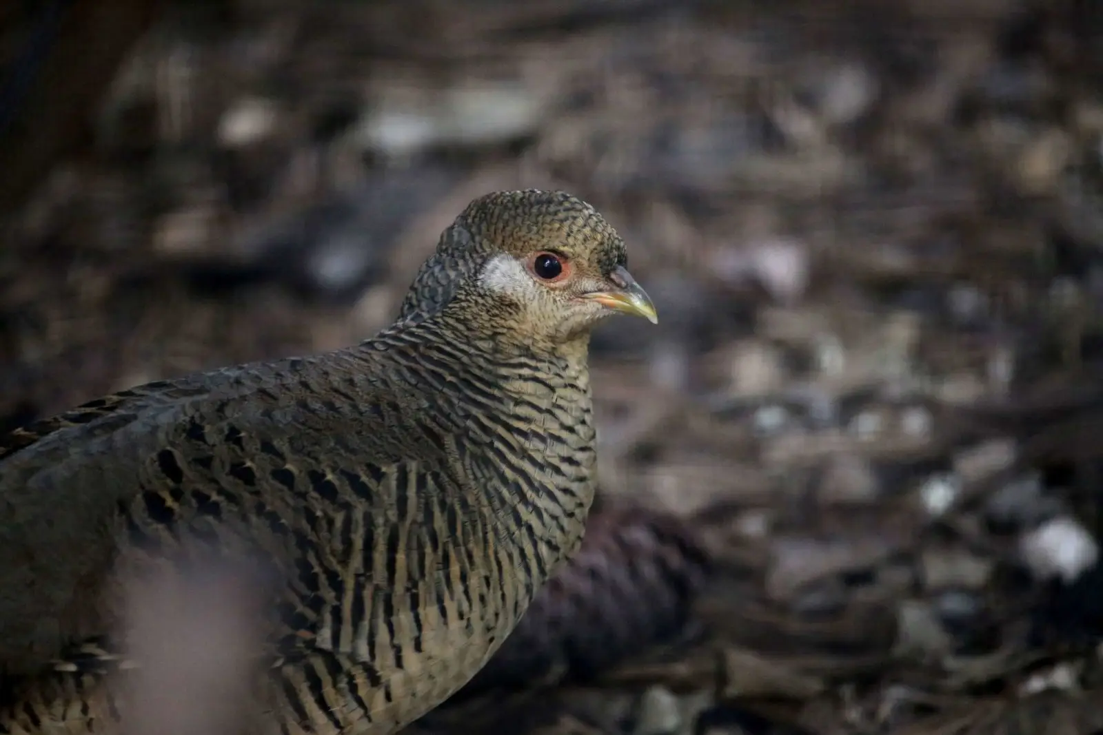 Golden-Pheasant 09