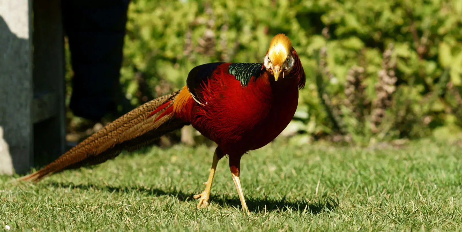 Golden-Pheasant 10