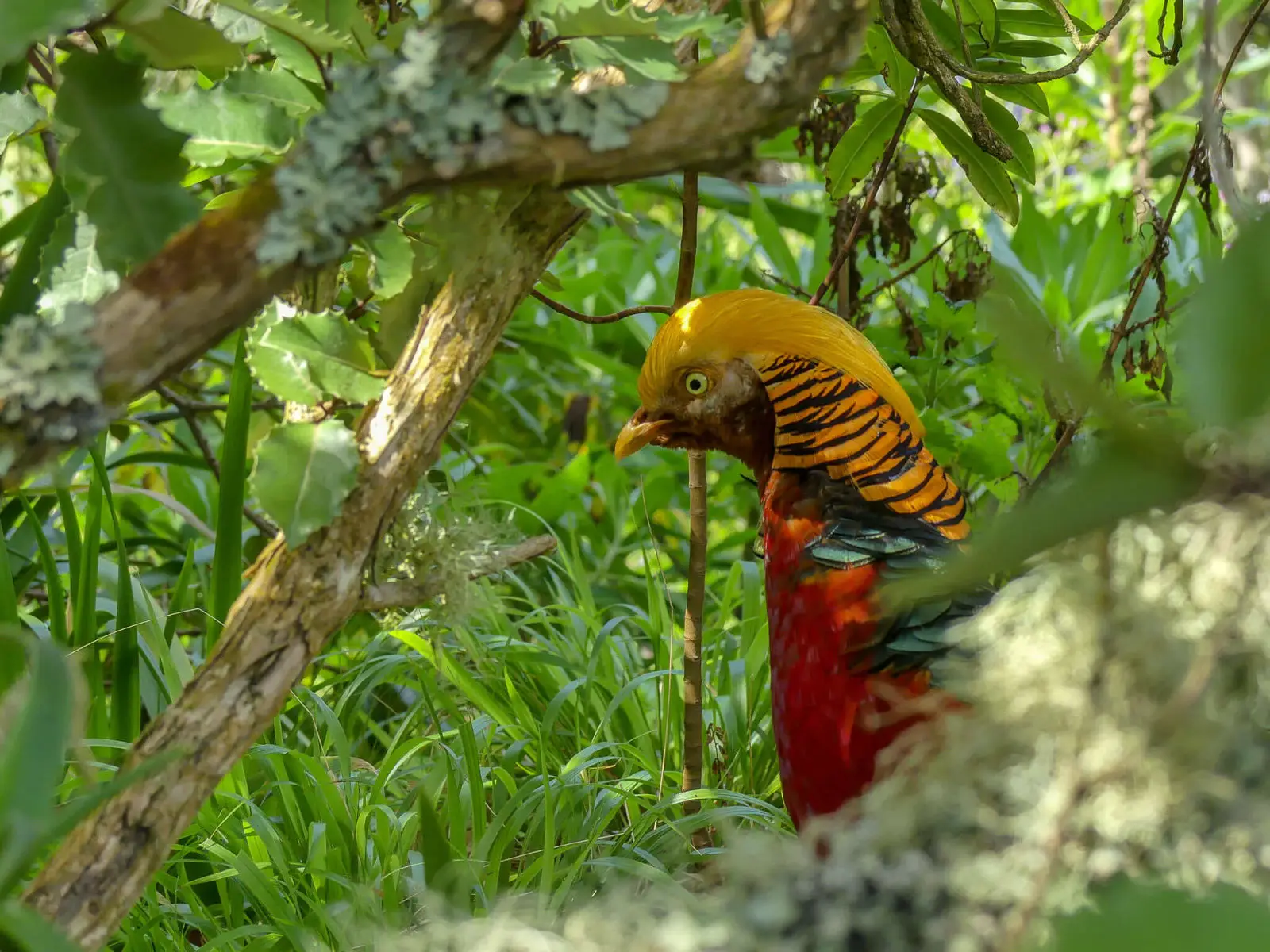Golden-Pheasant 11