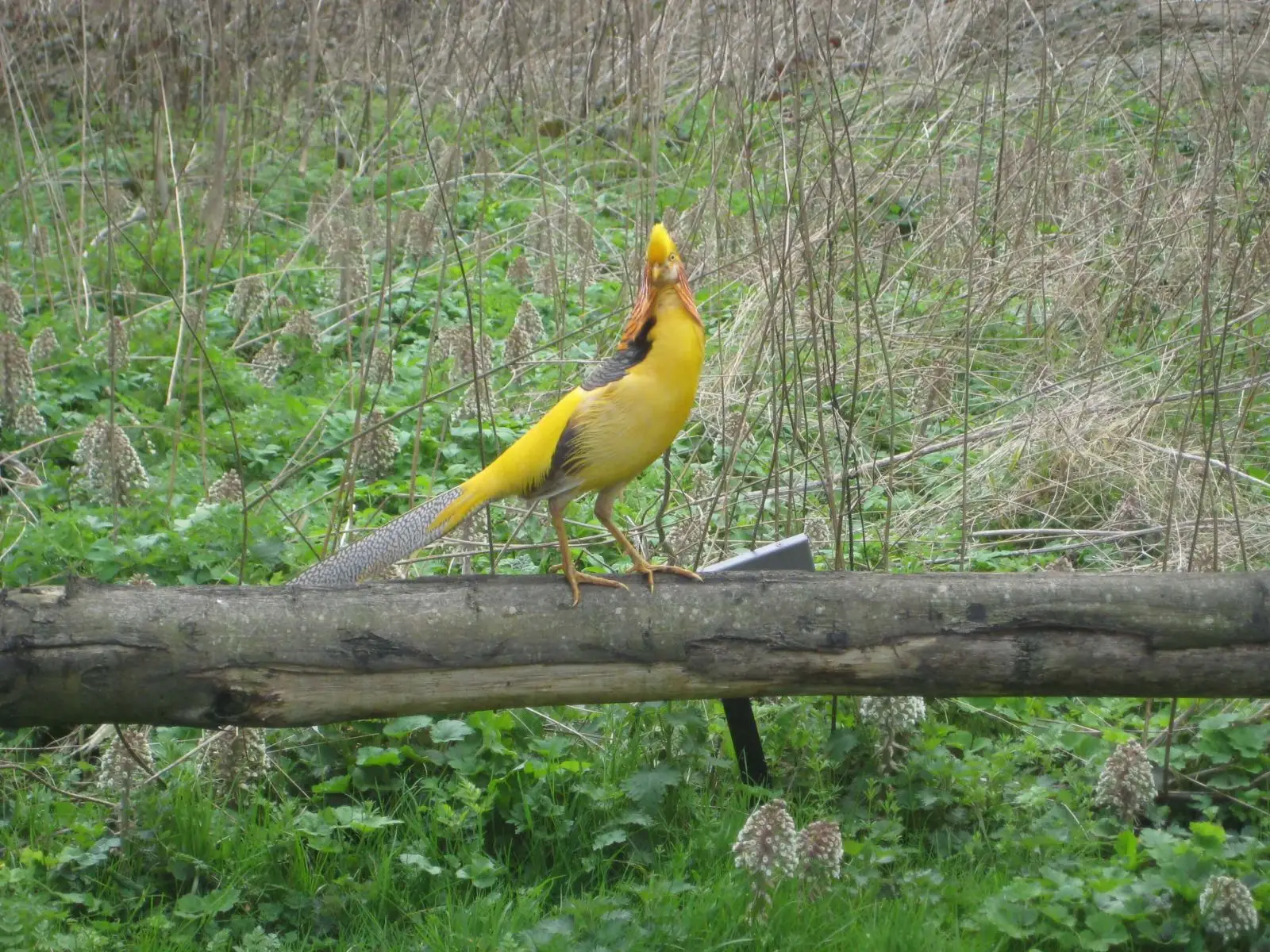 Golden-Pheasant 12