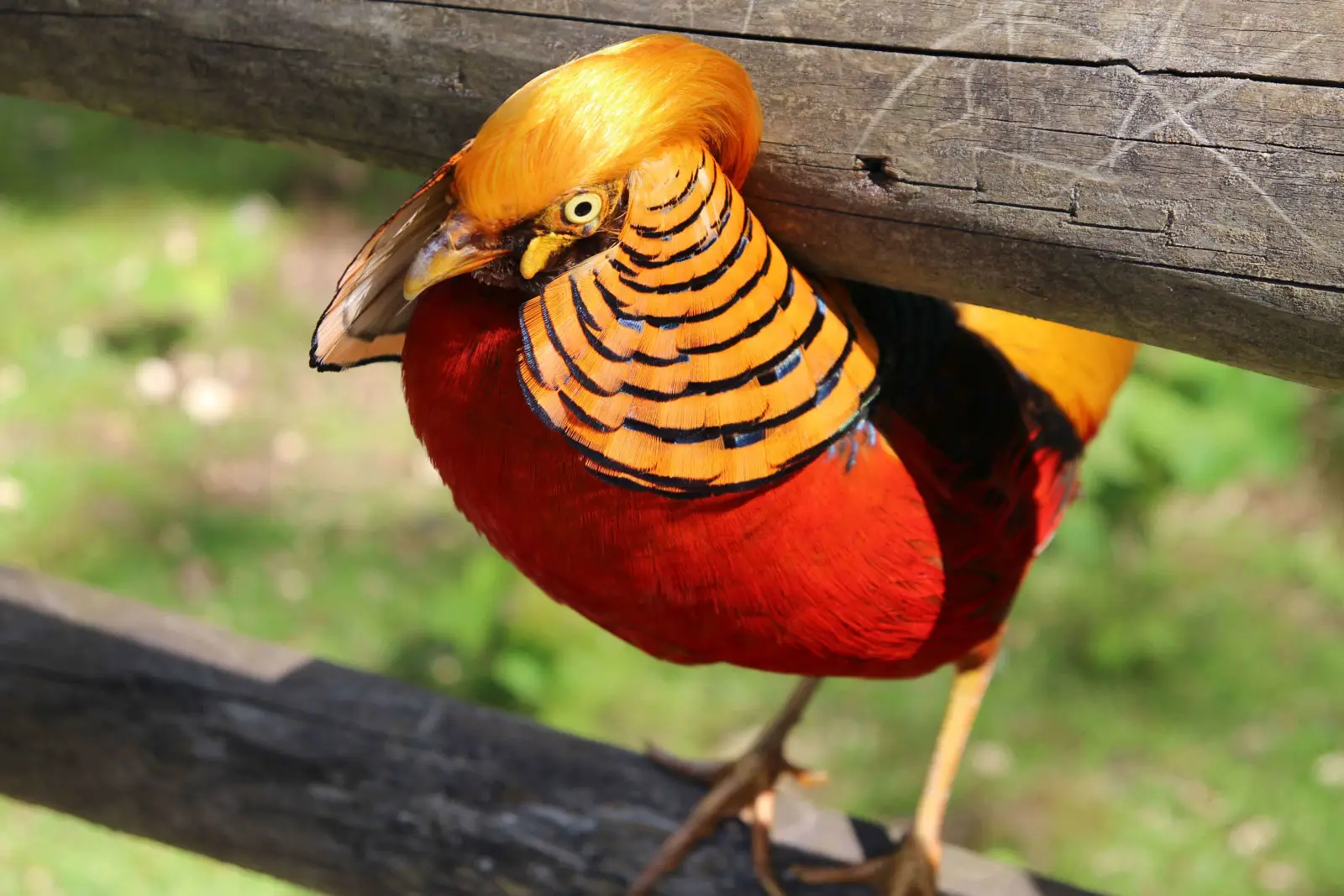Golden-Pheasant 13