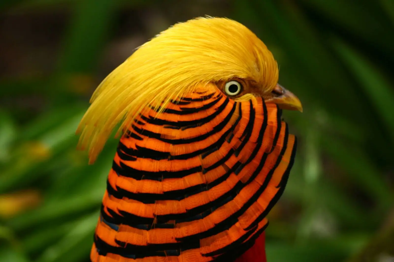 Golden-Pheasant 14