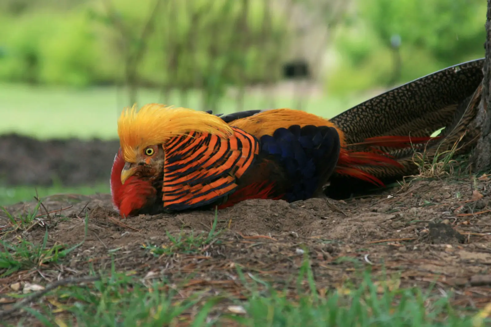 Golden-Pheasant 15