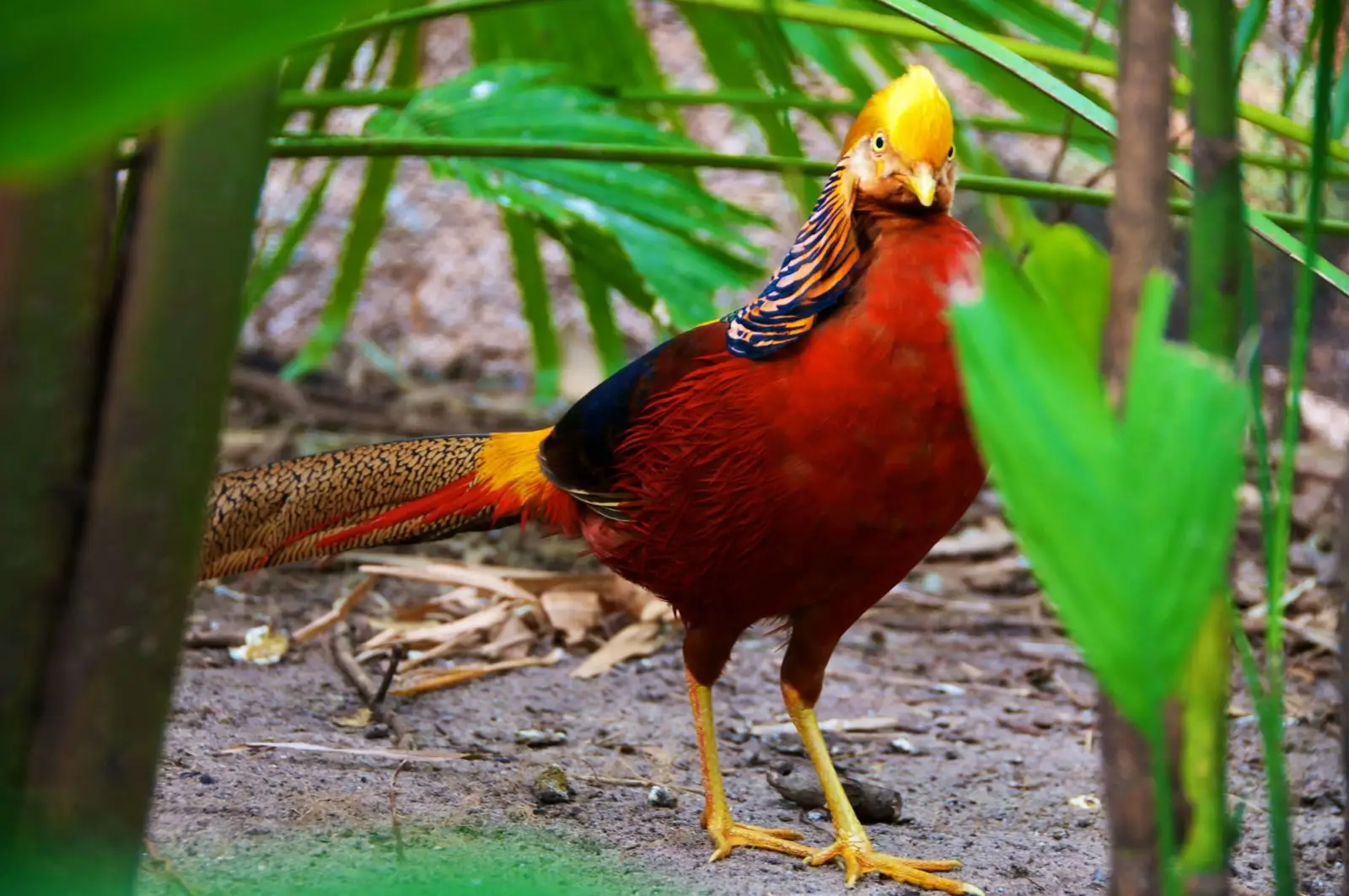 Golden-Pheasant 16
