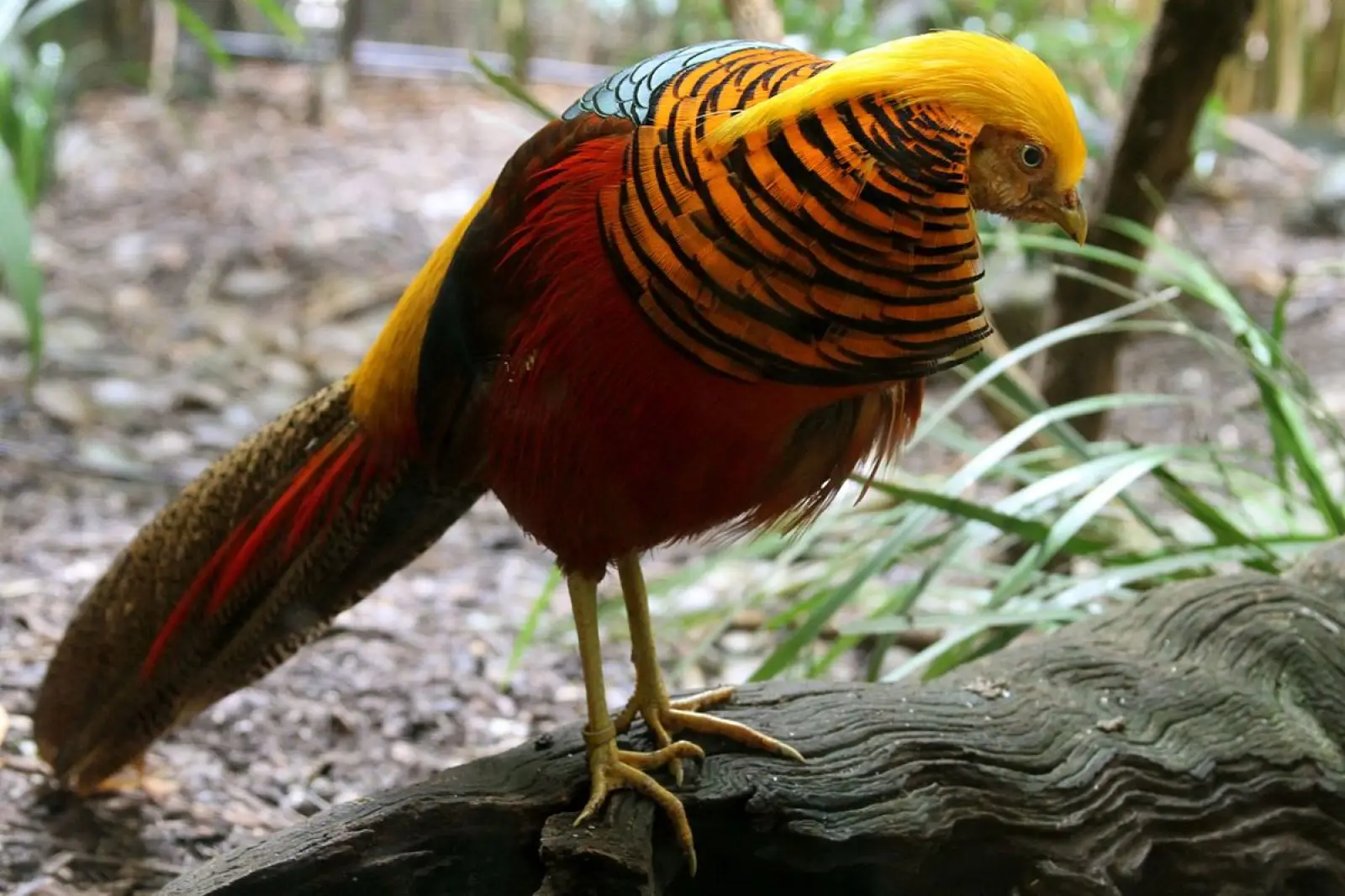 Golden-Pheasant 17