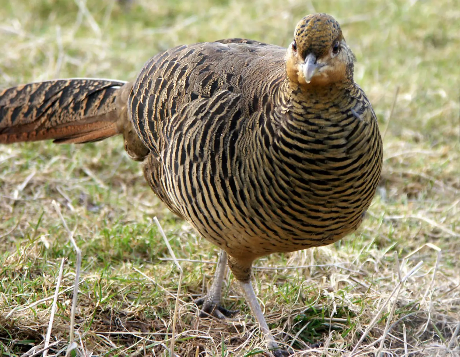 Golden-Pheasant 18