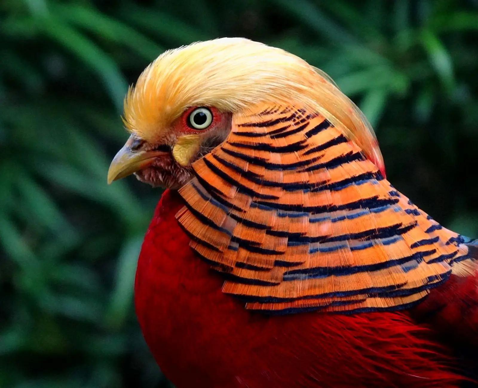 Golden-Pheasant 19