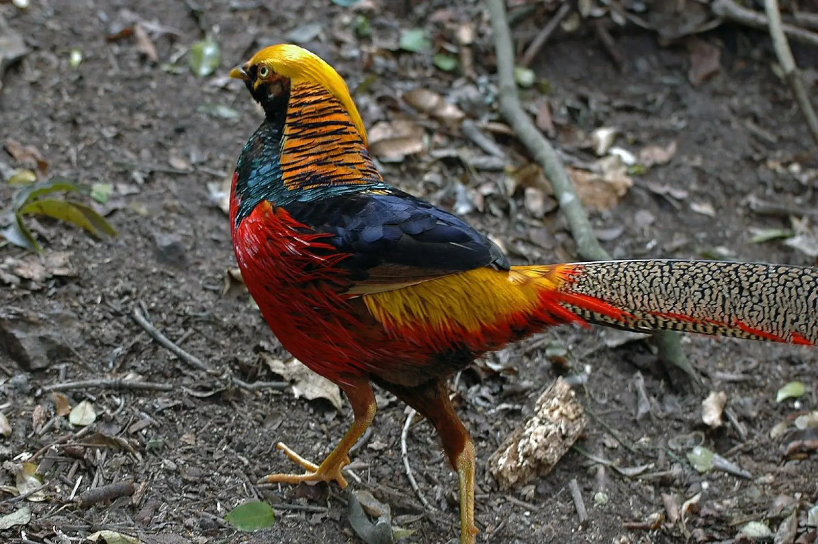 Golden-Pheasant 20