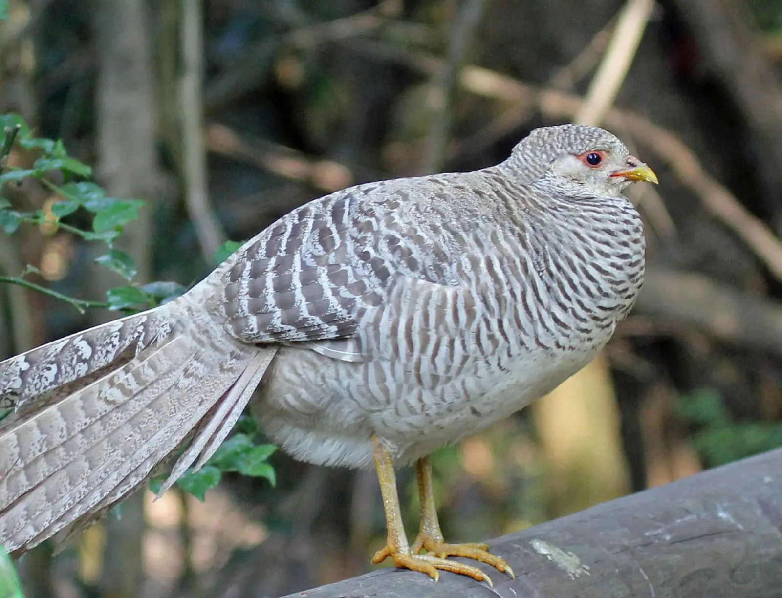 Golden-Pheasant 21